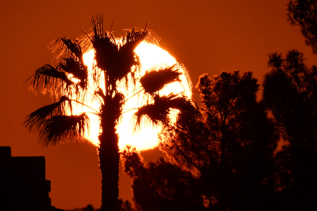 ;are Sun beaming thru palm tree with red skies