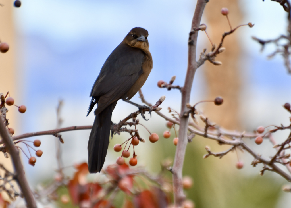 Great Tailed Grackle 