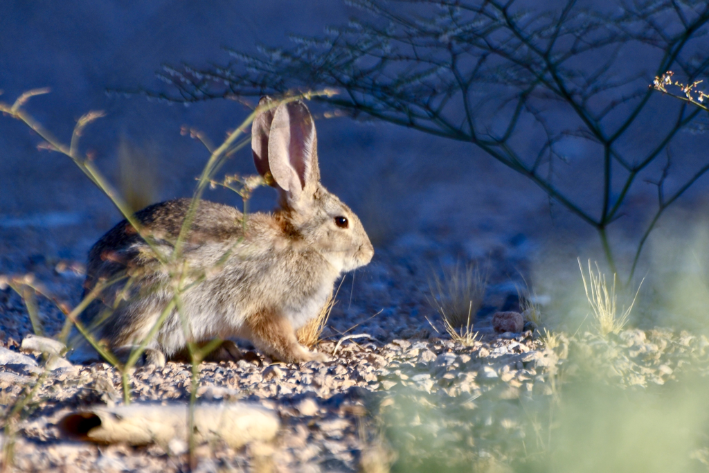 Desert Cottontail Rabbit Las Vegas